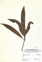 藏品(長葉木薑子)的圖片